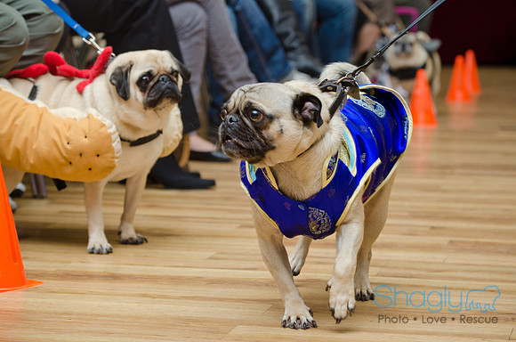 PugOween-83