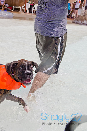 Wags and Waves 2011-264