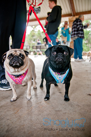 Pug Love Fun Run-42