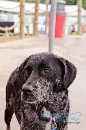 Wags and Waves 2011-236