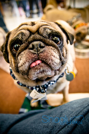 DFW Pug Rescue-5