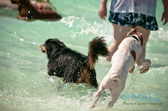 Wags and Waves-171
