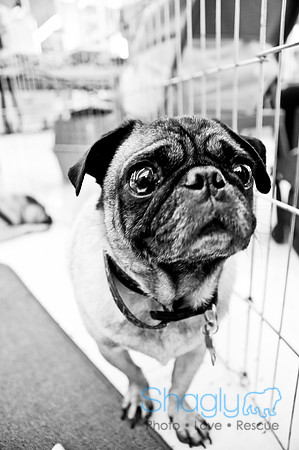 DFW Pug Rescue-35