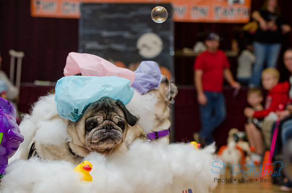 PugOween-177