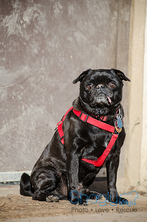 DFW Pug Rescue Boarding Bungalow-6