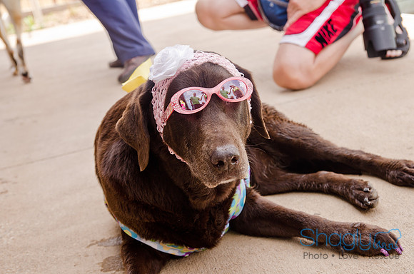 Wags and Waves 2011-405