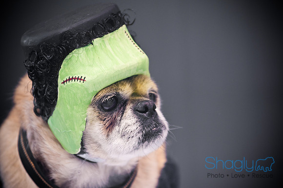 PugOWeen-3691
