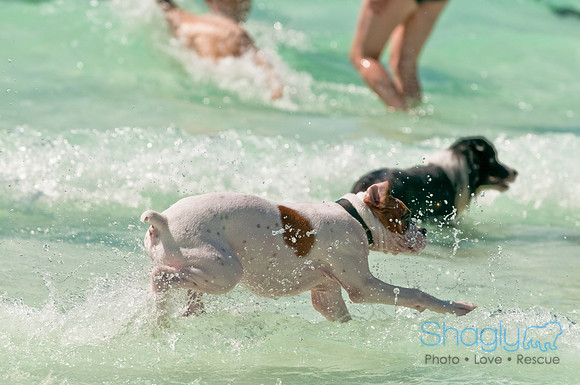 Wags and Waves-172