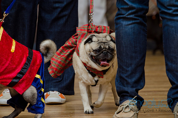 PugOween-209