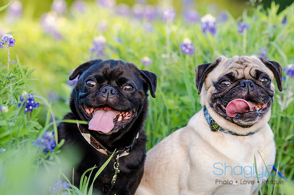 Bluebonnets Pug and Bulldog-42