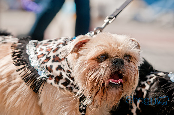 Krewe of Barkus 2011-79
