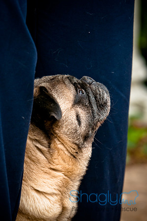DFW Pug Rescue-65
