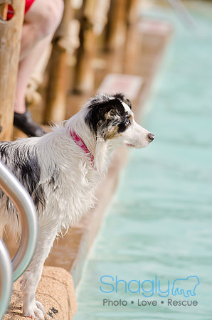 Wags and Waves 2011-476