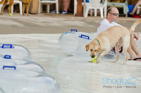 Wags and Waves 2011-501