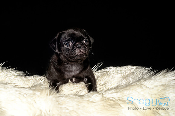 Baby Puggie Project-13