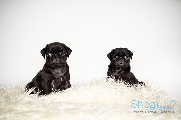 Baby Puggie Project-35