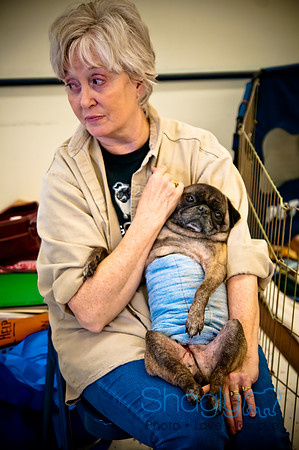 DFW Pug Rescue-58
