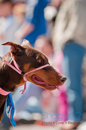 Krewe of Barkus 2011-136