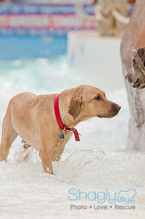 Wags and Waves 2011-149