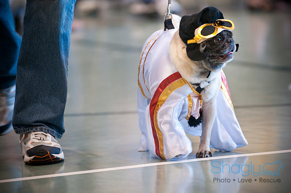 PugOWeen-3290