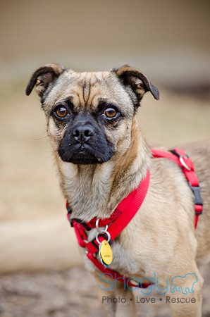 DFW Pug Rescue-The Boarding Bungalow-2