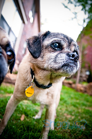 DFW Pug Rescue-118