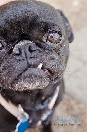 DFW Pug Rescue-Boarding Bunagalow-3