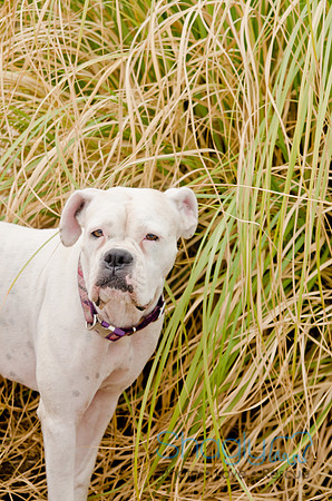 Wags and Waves 2011-317