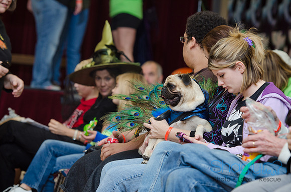PugOween-6