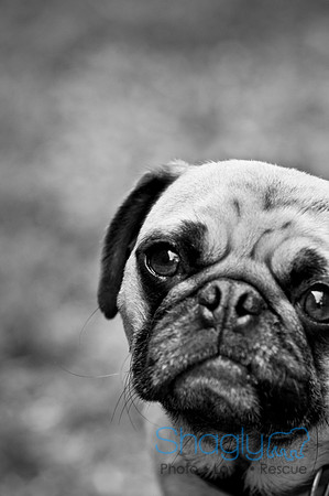 DFW Pug Rescue-102