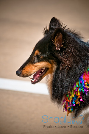 Prosper Pooch Party-8