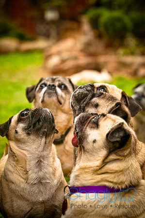 DFW Pug Rescue-83
