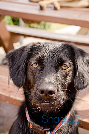 Wags and Waves 2011-227