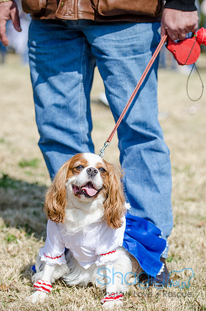Krewe of Barkus 2012-104