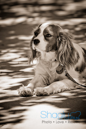 Prosper Pooch Party-18