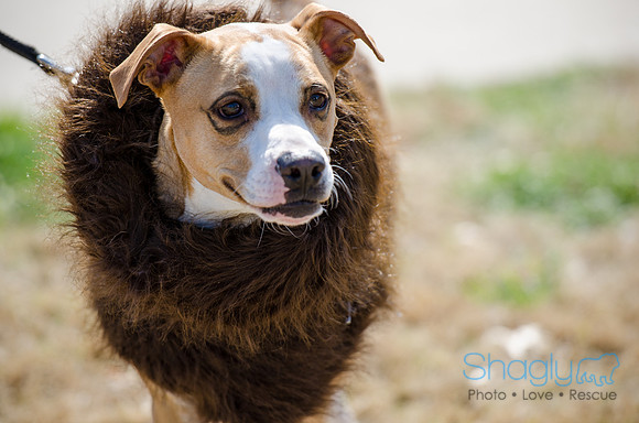 Krewe of Barkus 2012-156