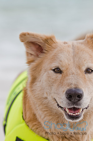 Wags and Waves 2011-499