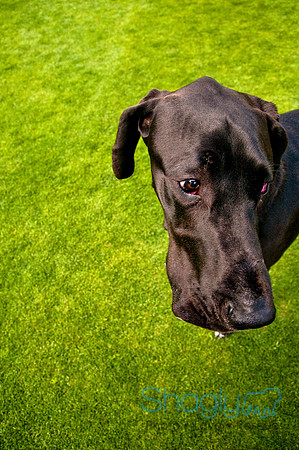 Dog Bowl 2010-102
