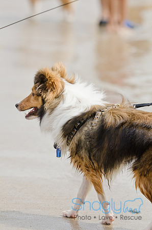 Wags and Waves 2011-147