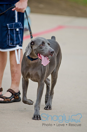 Wags and Waves 2011-41
