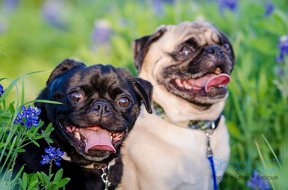 Bluebonnets Pug and Bulldog-37