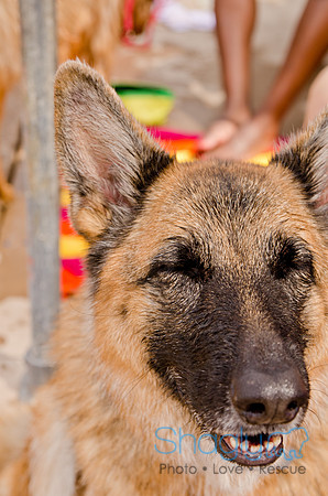 Wags and Waves 2011-228