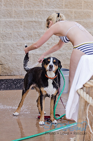 Wags and Waves 2011-448