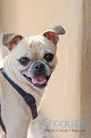 DFW Pug Rescue-Boarding Bunagalow-9