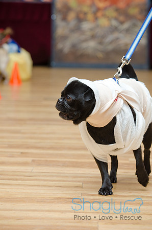 PugOween-117