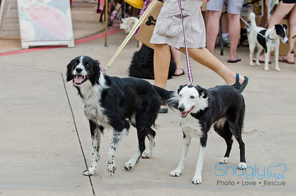 Wags and Waves 2011-56