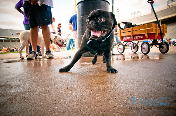 Dog Bowl 2010-119
