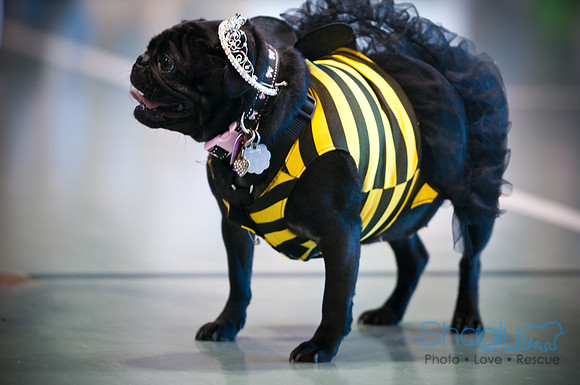 PugOWeen-2902
