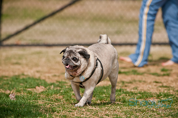Pug Love Fun Run-162