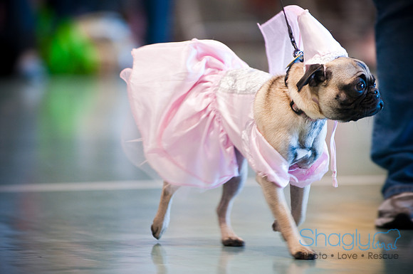 PugOWeen-2864
